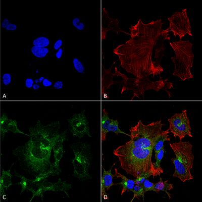 Immunocytochemistry/ Immunofluorescence - Anti-Npas4 antibody [S408-79] (AB242003)