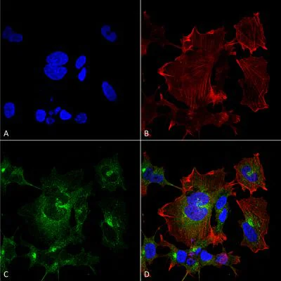 Immunocytochemistry/ Immunofluorescence - Anti-Npas4 antibody [S408-79] (AB242003)