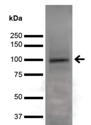 Western blot - Anti-Npas4 antibody [S408-79] (AB242003)