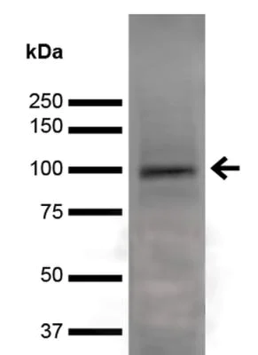 Western blot - Anti-Npas4 antibody [S408-79] (AB242003)