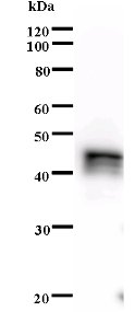 Western blot - Anti-NPAT antibody [2648C6a] (AB70595)