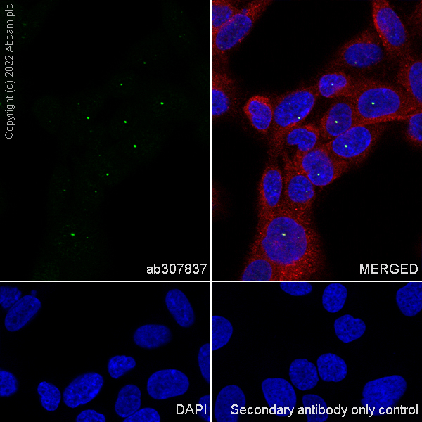 Immunocytochemistry/ Immunofluorescence - Anti-NPAT antibody [27/NPAT] (AB307837)