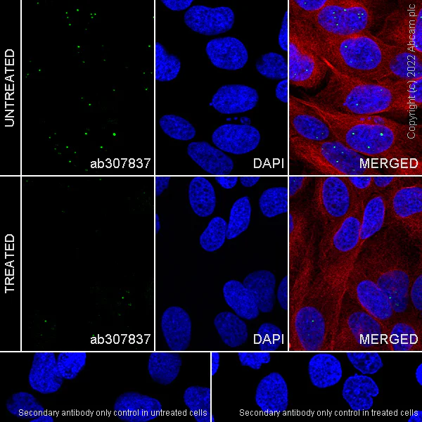 Immunocytochemistry/ Immunofluorescence - Anti-NPAT antibody [27/NPAT] - BSA and Azide free (AB307838)