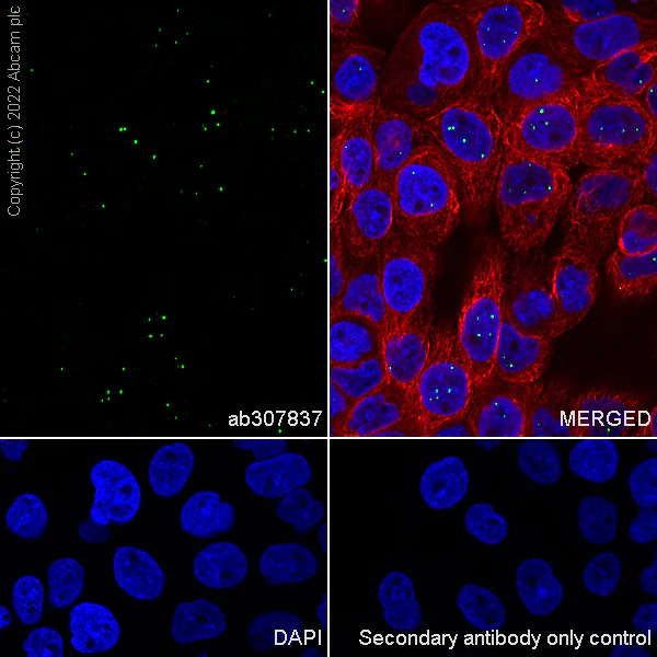 Immunocytochemistry/ Immunofluorescence - Anti-NPAT antibody [27/NPAT] - BSA and Azide free (AB307838)