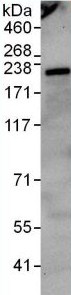Immunoprecipitation - Anti-NPAT antibody (AB99436), expandable thumbnail