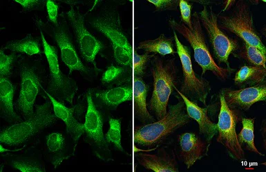 Immunocytochemistry/ Immunofluorescence - Anti-NPEPPS antibody [HL1531] (AB308163)
