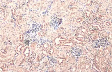Immunohistochemistry paraffin embedded sections - Anti-NPEPPS antibody [HL1531] (AB308163)
