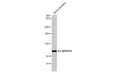 Western blot - Anti-NPEPPS antibody [HL1531] (AB308163)