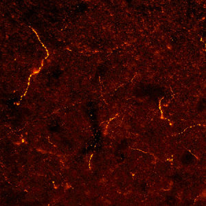 Immunohistochemistry (Frozen sections) - Anti-NPFF antibody (AB10352), expandable thumbnail