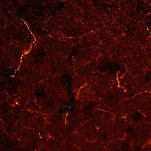 Immunohistochemistry (Frozen sections) - Anti-NPFF antibody (AB10352)