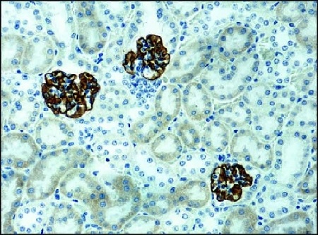 【puniさま専用】Eaphi ASYMMETRY DETAIL COAT 1017 ALYX 9SM padded jacket with buckle detail