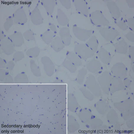 Immunohistochemistry (Formalin/PFA-fixed paraffin-embedded sections) - Anti-NPHS2 antibody [EPR13820] (AB181143)