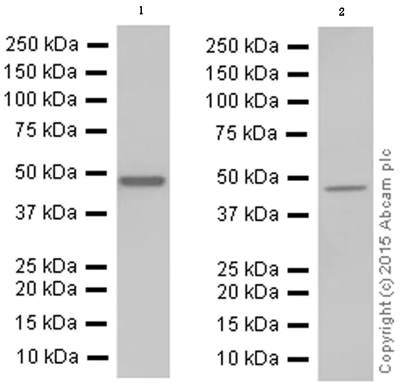 Western blot - Anti-NPHS2 antibody [EPR13820] (AB181143)