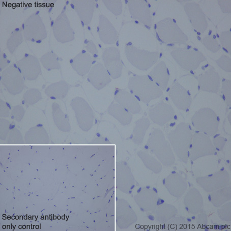 Immunohistochemistry (Formalin/PFA-fixed paraffin-embedded sections) - Anti-NPHS2 antibody [EPR13820] - BSA and Azide free (AB240244)