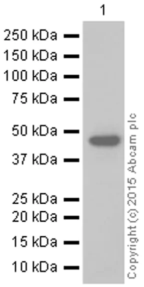 Western blot - Anti-NPHS2 antibody [EPR13820] - BSA and Azide free (AB240244)