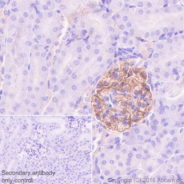 Immunohistochemistry (Formalin/PFA-fixed paraffin-embedded sections) - Anti-NPHS2 antibody [EPR22203-219] (AB229037)