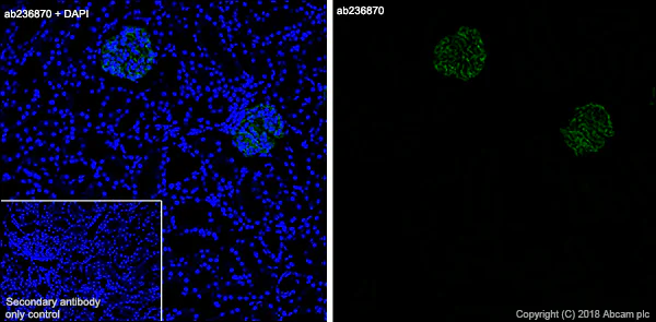 Immunohistochemistry (Frozen sections) - Anti-NPHS2 antibody [EPR22203-219] (AB229037)