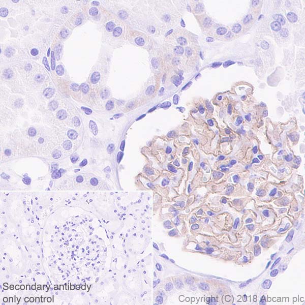Immunohistochemistry (Formalin/PFA-fixed paraffin-embedded sections) - Anti-NPHS2 antibody [EPR22203-219] - BSA and Azide free (AB239758)