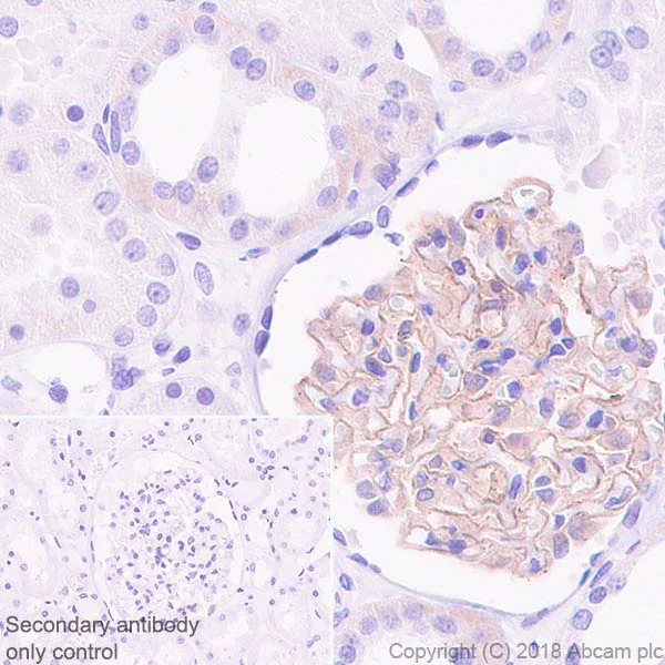 Immunohistochemistry (Formalin/PFA-fixed paraffin-embedded sections) - Anti-NPHS2 antibody [EPR22203-219] - BSA and Azide free (AB239758)