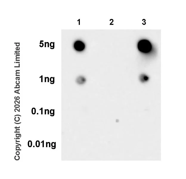 Dot Blot - Anti-NPM1-mutated antibody [EPR30901-1] (AB326567)
