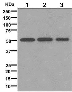 Western blot - Anti-NPP-7 antibody [EPR12329] - BSA and Azide free (AB249792), expandable thumbnail