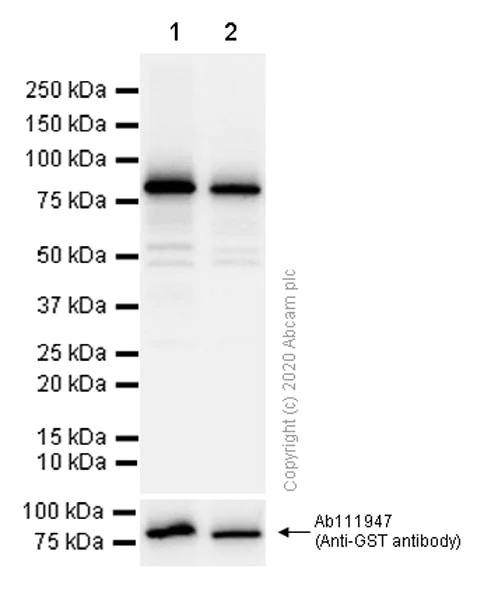 Western blot - Anti-NPR-A + NPR-B antibody [EPR5719(2)] - BSA and Azide free (AB248869)