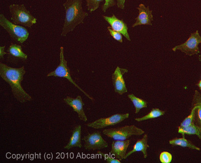 Immunocytochemistry/ Immunofluorescence - Anti-NPR-C antibody (AB14355)