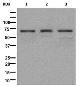 Western blot - Anti-NPR-C antibody [EPR12716] - BSA and Azide free (AB250024)