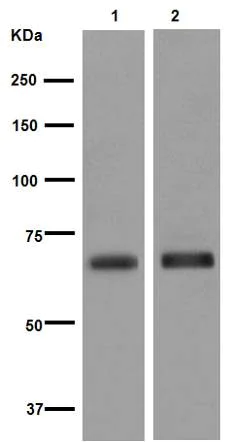 Western blot - Anti-NPR-C antibody [EPR12716] - BSA and Azide free (AB250024)