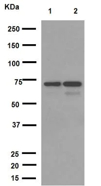 Western blot - Anti-NPR-C antibody [EPR12716] - BSA and Azide free (AB250024)