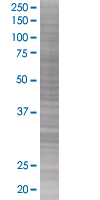 NPRL2 overexpression 293T lysate (whole cell)