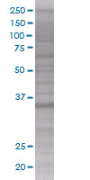 NPRL2 overexpression 293T lysate (whole cell)