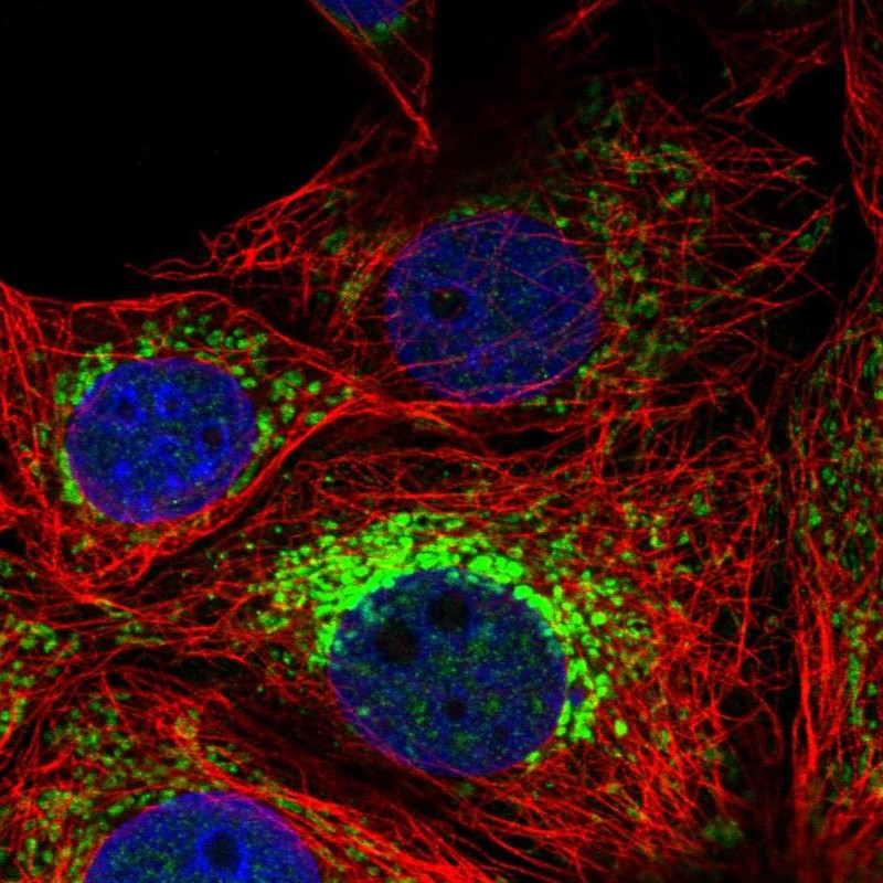 Immunocytochemistry/ Immunofluorescence - Anti-NPTN antibody (AB272652)