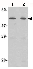 Western blot - Anti-NPTX2 antibody (AB69858)