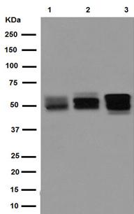 Western blot - Anti-NPTX2 antibody [EPR15618] - BSA and Azide free (AB239009)