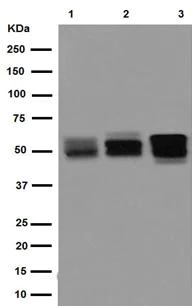 Western blot - Anti-NPTX2 antibody [EPR15618] - BSA and Azide free (AB239009)