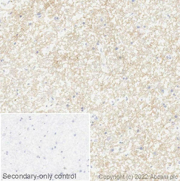 Immunohistochemistry (Frozen sections) - Anti-NPTX2 antibody [EPR24020-38] (AB277523)