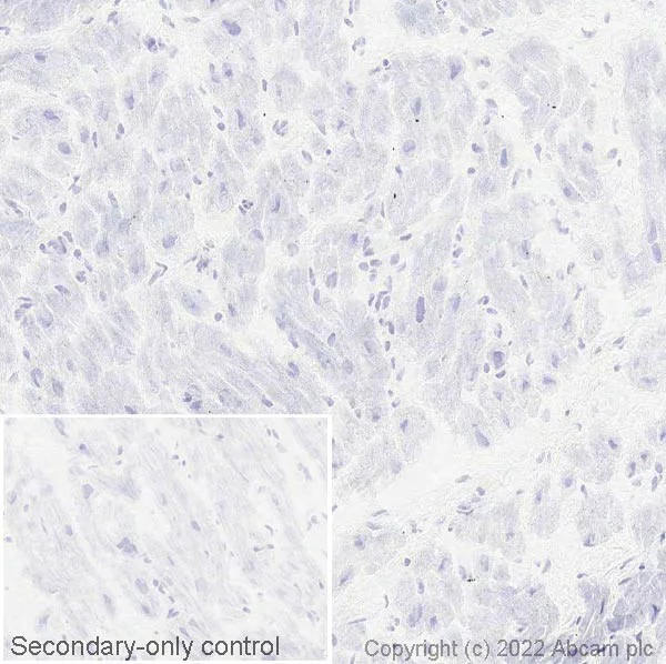 Immunohistochemistry (Frozen sections) - Anti-NPTX2 antibody [EPR24020-38] (AB277523)