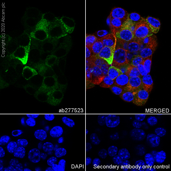 Immunocytochemistry/ Immunofluorescence - Anti-NPTX2 antibody [EPR24020-38] - BSA and Azide free (AB277533), expandable thumbnail