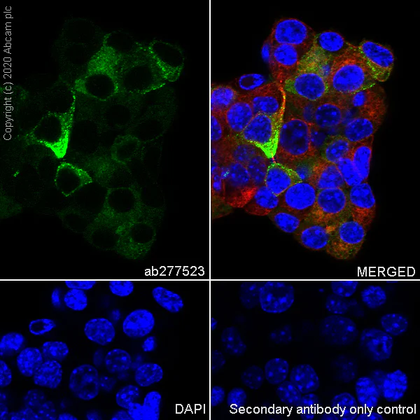 Immunocytochemistry/ Immunofluorescence - Anti-NPTX2 antibody [EPR24020-38] - BSA and Azide free (AB277533)