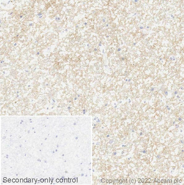 Immunohistochemistry (Frozen sections) - Anti-NPTX2 antibody [EPR24020-38] - BSA and Azide free (ab277533), expandable thumbnail