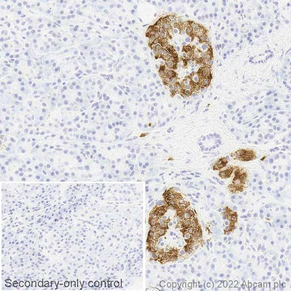 Immunohistochemistry (Frozen sections) - Anti-NPTX2 antibody [EPR24020-38] - BSA and Azide free (AB277533)