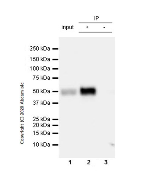 Immunoprecipitation - Anti-NPTX2 antibody [EPR24020-38] - BSA and Azide free (ab277533), expandable thumbnail
