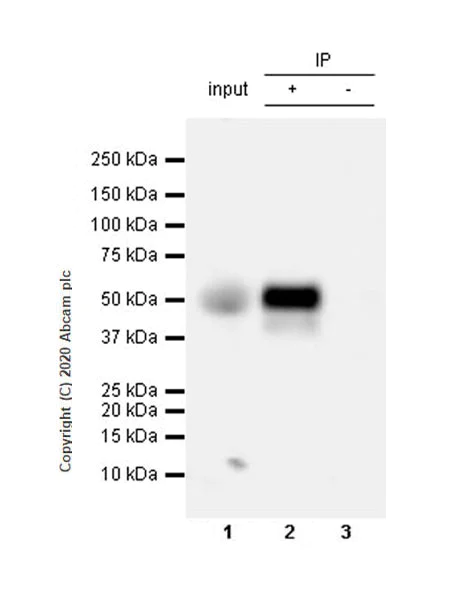 Immunoprecipitation - Anti-NPTX2 antibody [EPR24020-38] - BSA and Azide free (AB277533)