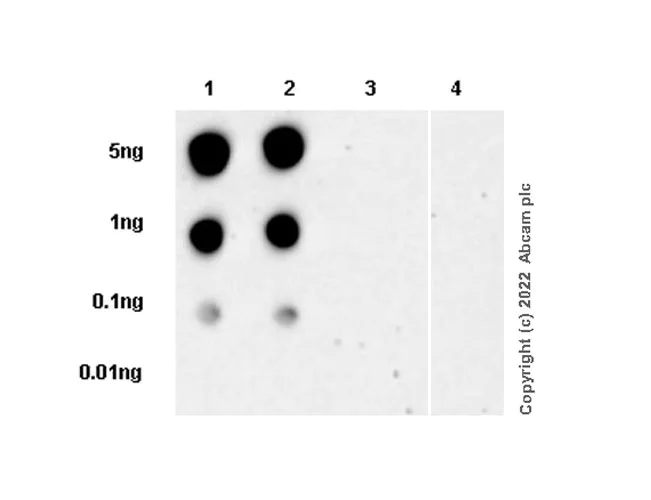 Dot Blot - Anti-NPTX2 antibody [EPR27176-81] (AB305257)