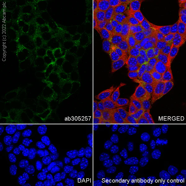 Immunocytochemistry/ Immunofluorescence - Anti-NPTX2 antibody [EPR27176-81] (AB305257)