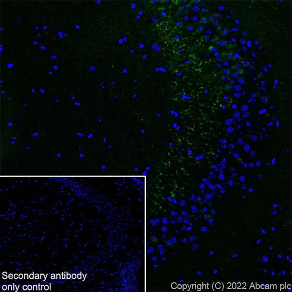 Immunohistochemistry (Frozen sections) - Anti-NPTX2 antibody [EPR27176-81] (AB305257)