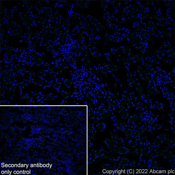 Immunohistochemistry (Frozen sections) - Anti-NPTX2 antibody [EPR27176-81] (AB305257)