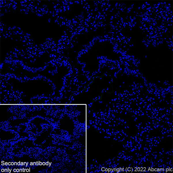 Immunohistochemistry (Frozen sections) - Anti-NPTX2 antibody [EPR27176-81] (AB305257)