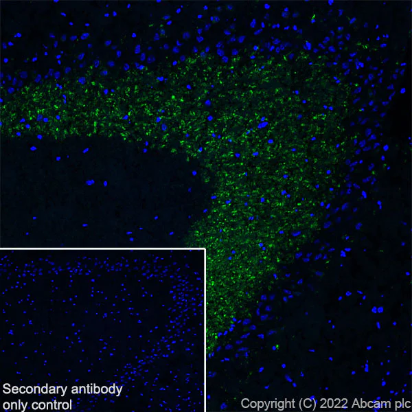 Immunohistochemistry (Frozen sections) - Anti-NPTX2 antibody [EPR27176-81] (AB305257)